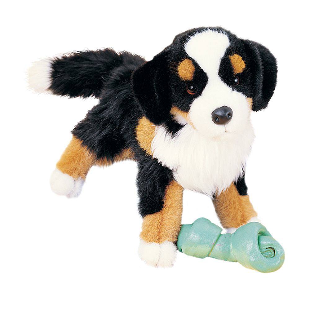 Bernese2025Trevor.jpg Trevor Bernese Mountain Dog - Image 1
